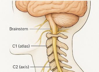Why Your Neck Alignment Could Be the Missing Link to Better Health